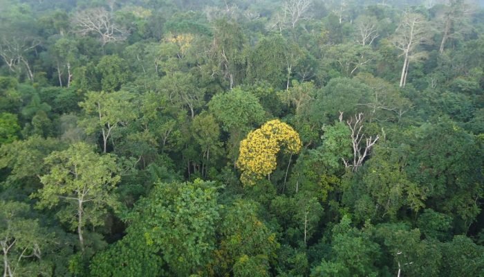 Em 2023, China assinou um compromisso conjunto com o Brasil para acabar com o desmatamento ilegal...