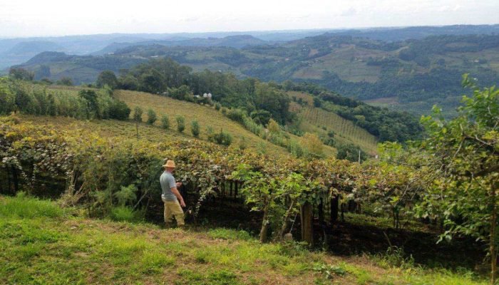Agricultor da zona rural de Bento Gonçalves. Município reduziu beneficiários do Bolsa Família...