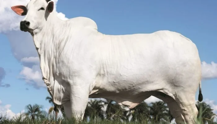 Donna-vaca-mais-cara-do-munddo