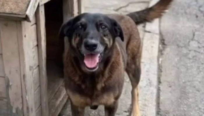 Cão Orelha, animal comunitário de SC, sofreu eutanásia em janeiro. (Foto: 110280Andre / Wikime...