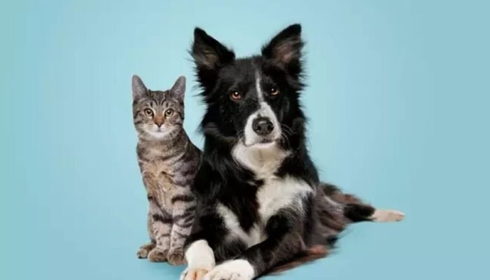 Shutterstock/Alto Astral