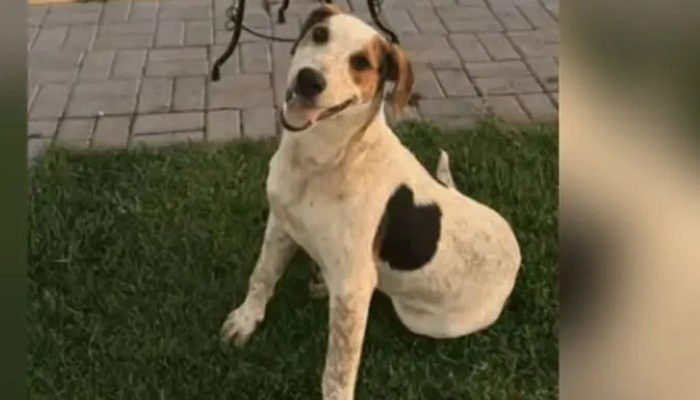 © leandrovolanick/Instagram