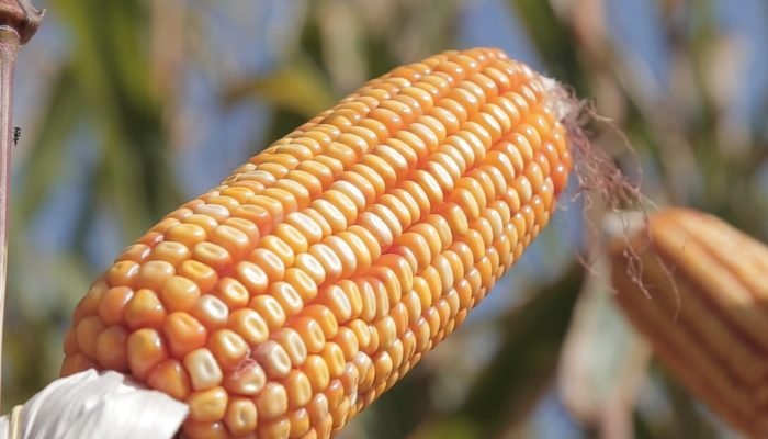 O município de Sorriso, maior produtor de milho do Brasil, é um dos principais polos agrícolas...