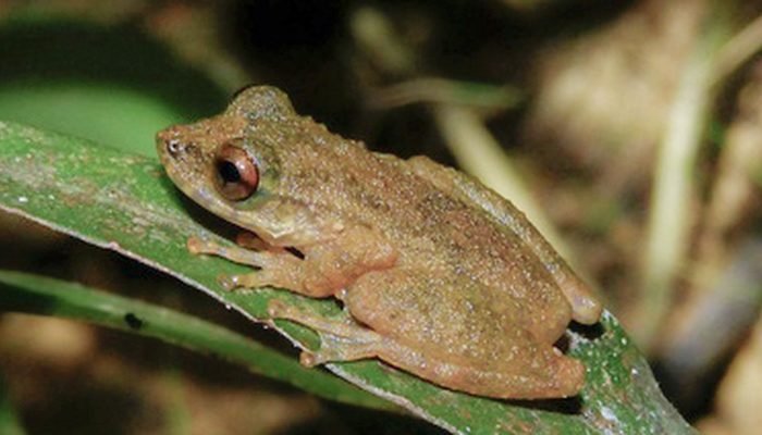 © ZOOTAXA/Divulgação