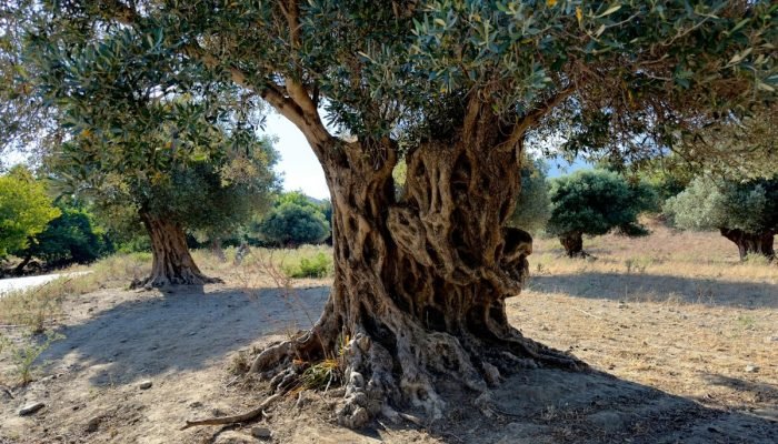 Contrabando de oliveiras abastece mercado de paisagismo no Brasil. (Foto: Unsplash)