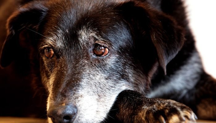 © Paulo Pinto/Agência Brasil