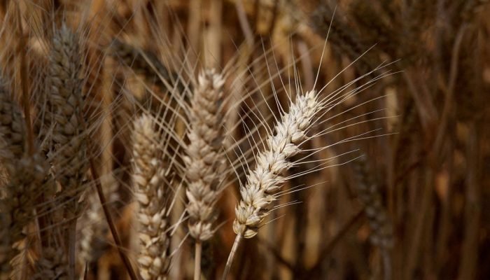 Lavoura de trigo  • 11/06/2021REUTERS/Tingshu Wang