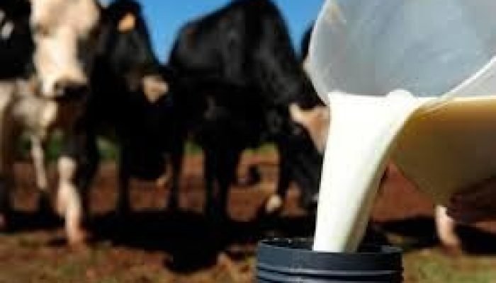 Produtores de leite enfrentam perdas financeiras  • Divulgação